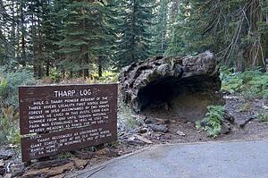 Tharp log in Sequoia National Park, California, USA