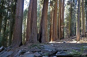 Sequoia trees, Sequoia National Park, California, USA