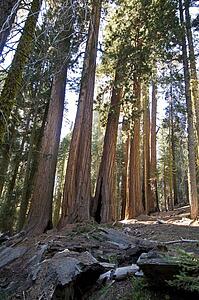 Sequoia trees, Sequoia National Park, California, USA