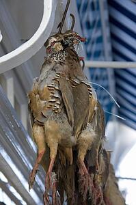 Hanging poultry; Dead birds