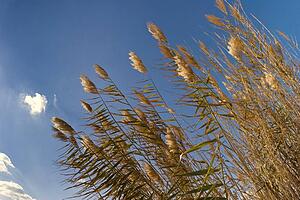 Wild grass