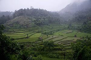 Bali, Indonesia; Rice terraces