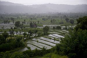 Bali, Indonesia; Rice terraces
