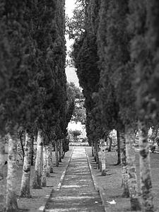 Tree lined path