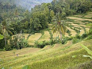 Bali, Indonesia; Rice fields