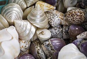 Shells