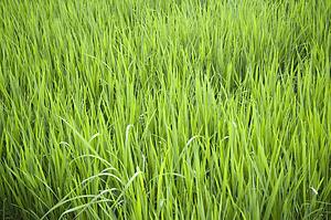Rice field