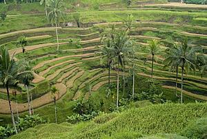 Bali, Indonesia, Asia; Rice terraces