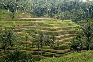 Bali, Indonesia, Asia; Rice terraces