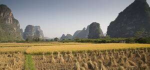 Yangshou, China, Asia; Cultivated rice fields