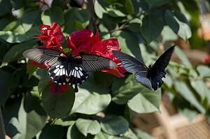 Yangshuo county, China, Asia; Butterflies on a flower