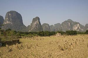 Yangshuo county, China, Asia; rice fields