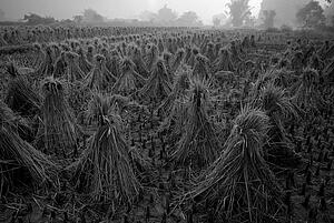 Yangshuo county, China, Asia; rice fields