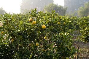 China; Orange trees