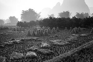 Yangshuo county, China, Asia; Rice fields