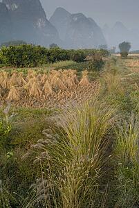 Yangshuo county, China, Asia; Rice fields