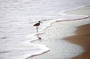 Puerto Vallarta, Mexico; Bird on the beach