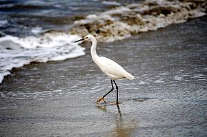 Puerto Vallarta, Mexico; Crane on the beach