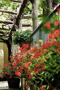 Ravello, Italy; red flowers in wooden structure