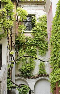 Ravello, Italy; Wall with ivy