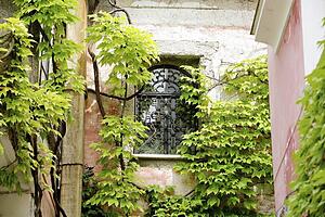 Ravello, Italy; Wall with ivy 