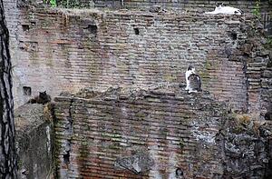 Wall with cats sitting on it