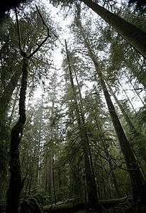 Vancouver Island, British Columbia, Canada; Cathedral Grove in MacMillan Provincial Park