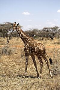 Reticulated Giraffe (Giraffa camelopardalis reticulata); Samburu National Reserve, Kenya, Africa; Giraffe