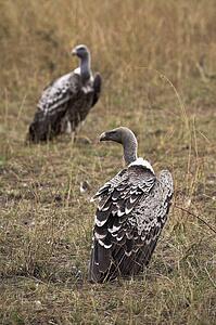 Masai Mara, Kenya, Africa; Vultures