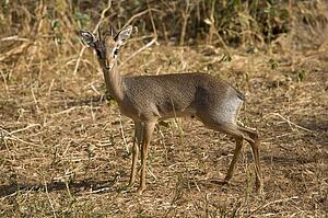 Dik-Dik antelope, (Madoqua kirkii); Samburu National Reserve, Kenya, Africa