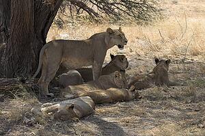 Lions (Felidae Panthera Ieo); Samburu National Reserve, Kenya, Africa; A pride of lions