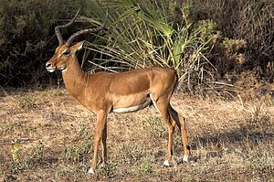 Impala (Aepyceros melampus); Samburu National Reserve, Kenya, Africa