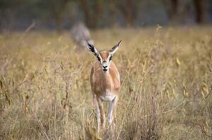 Thomson's Gazelle (Artiodactyla Antilopinae Gazella); Samburu National Reserve, Kenya, Africa
