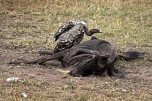 Vulture, Masai Mara National Reserve, Kenya, Africa; Vulture eating