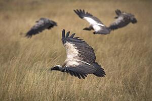 Vultures, Masai Mara National Reserve, Kenya, Africa; Vultures flying