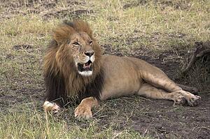 Lion Resting, Masai Mara, Kenya; Lion laying on grass in the shade 