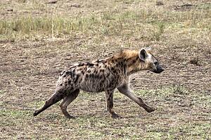 Spotted Hyena, Masai Mara, Kenya; Hyena running across grassy plain 