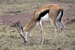 Thomson's Gazelle, Kenya, Africa; gazelle grazing on grassy plain
