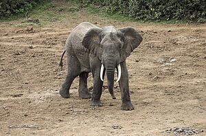 African Elephant, Kenya, Africa; Elephant walking 