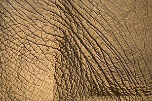 Elephant's skin