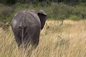 Masai Mara, Kenya, Africa; African elephant walking in long grass 