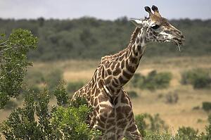 Masai Mara, Kenya, Africa; Rothschild giraffe eating Acacia tree