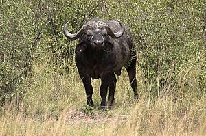 Masai Mara, Kenya, Africa; Water buffalo 