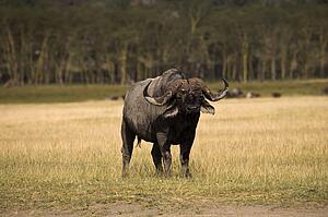 Lake Nakuru, Kenya, Africa; Water buffalo, 