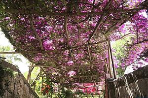 Positano, Campania, Italy; Flowers growing on a pergola