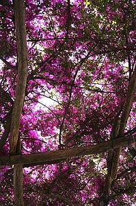 Positano, Italy, Flowering bougainvillea trees