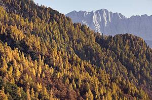 Julian Alps, Slovenia; Autumn larches