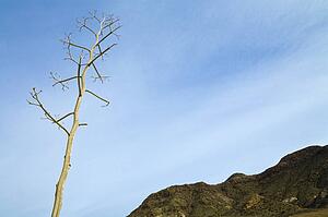 Almadraba de Monteleva, Almeria Province, Spain; dried out plant shows against a blue sky