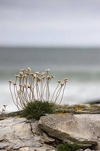 Sea thrift