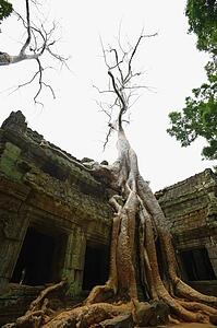 Ta Prohm temple, Angkor, Cambodia